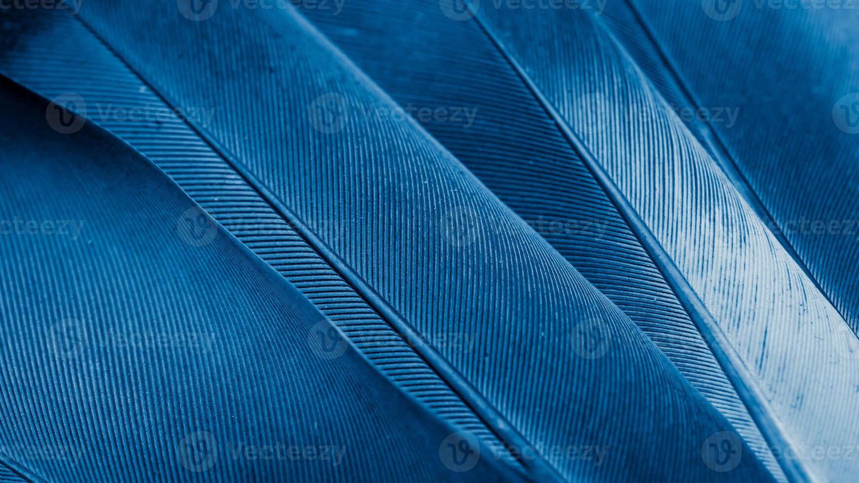 blue feathers pigeon photo