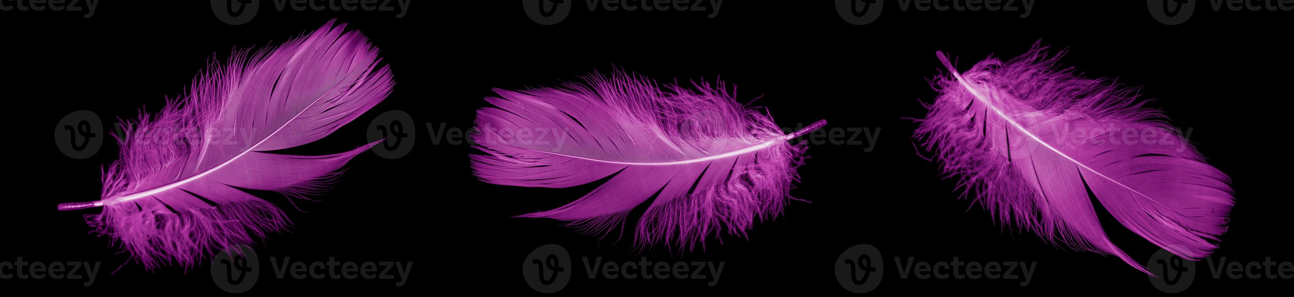 set violet feather goose photo