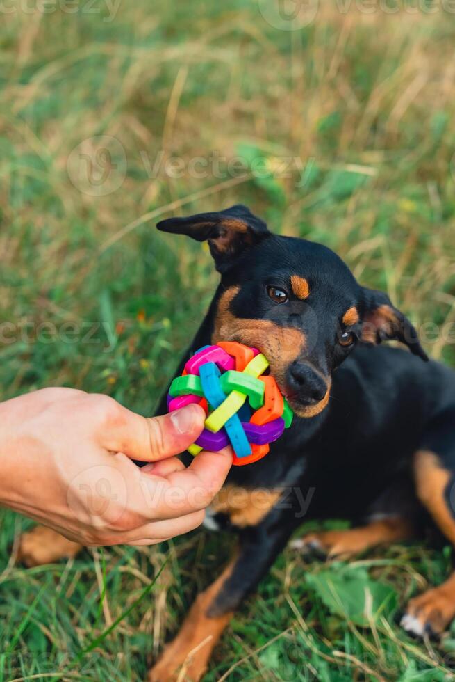 Deutscher Jagdterrier dog playing outside with ball. Terrier playing with colorful toy in grass lawn during summer. Pet humanization caregiving photo