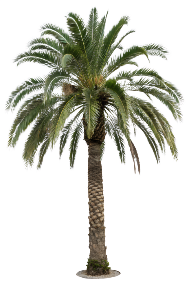 Tropical palm tree isolated on the transparent background png