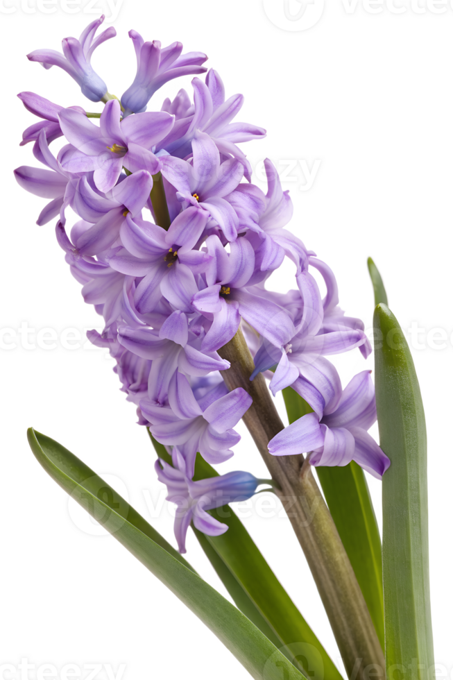 Vibrant purple hyacinth in full bloom, showing delicate petals and green leaves isolated on the transparent background png