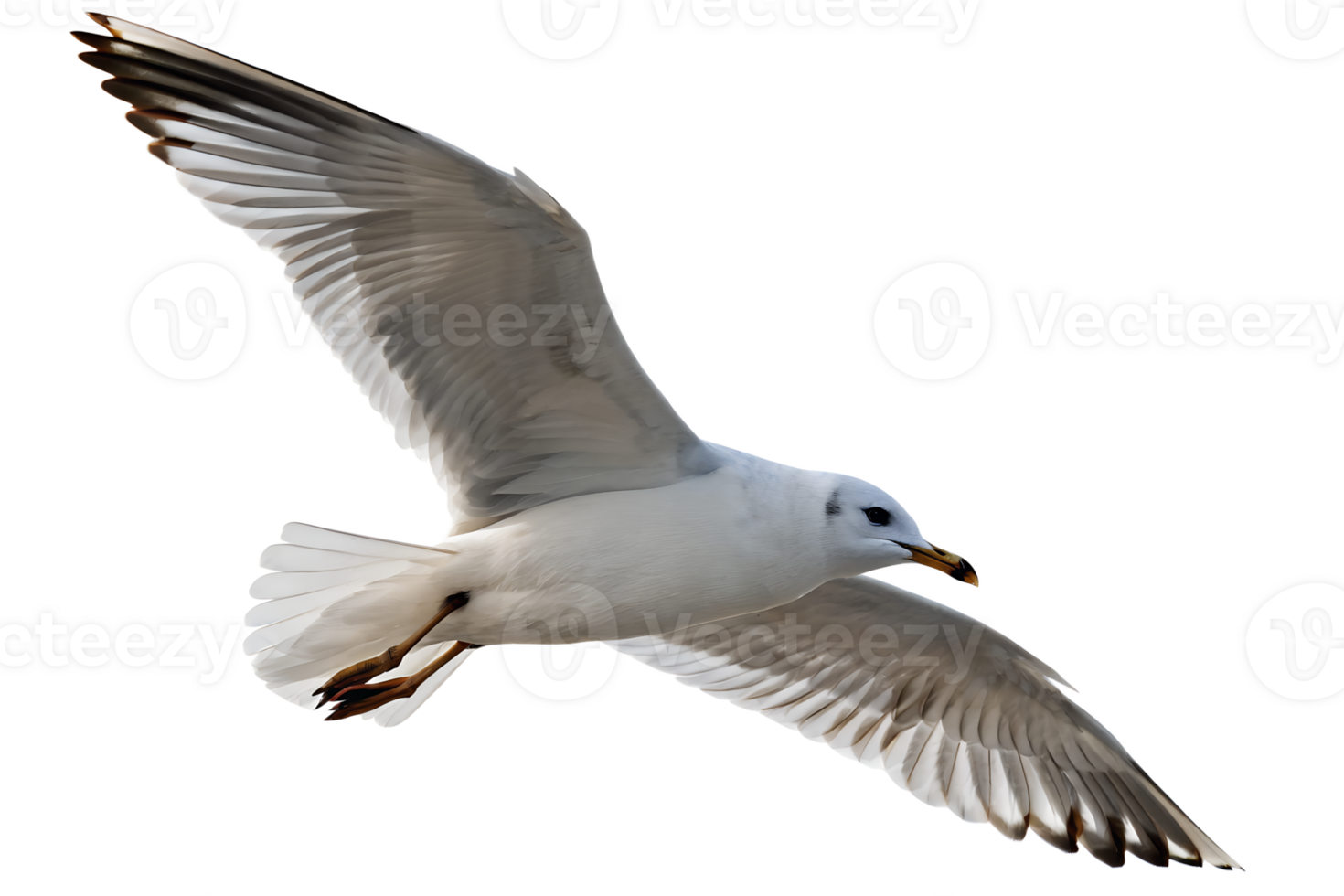 Seagull in flight isolated on transparent background, wild bird with wings spread wide for nature or wildlife designs png