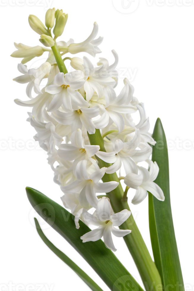 Vibrant white hyacinth in full bloom, showing delicate petals and green leaves isolated on the transparent background png