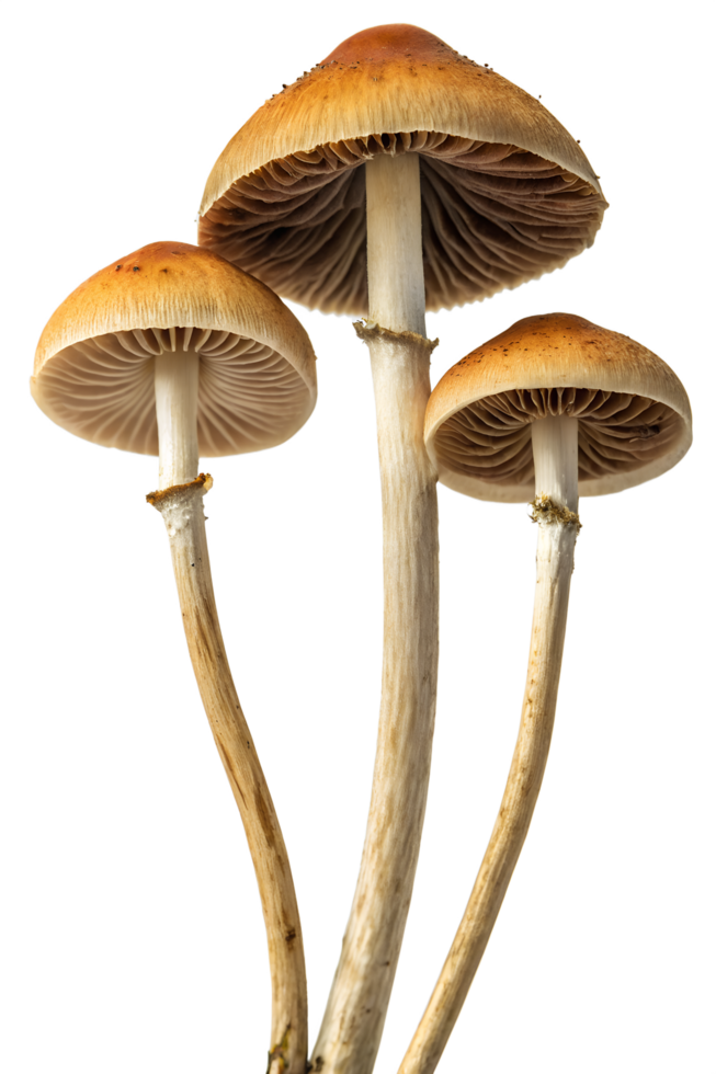 Psilocybe mushrooms with curved stems and dark gills isolated on the transparent background png