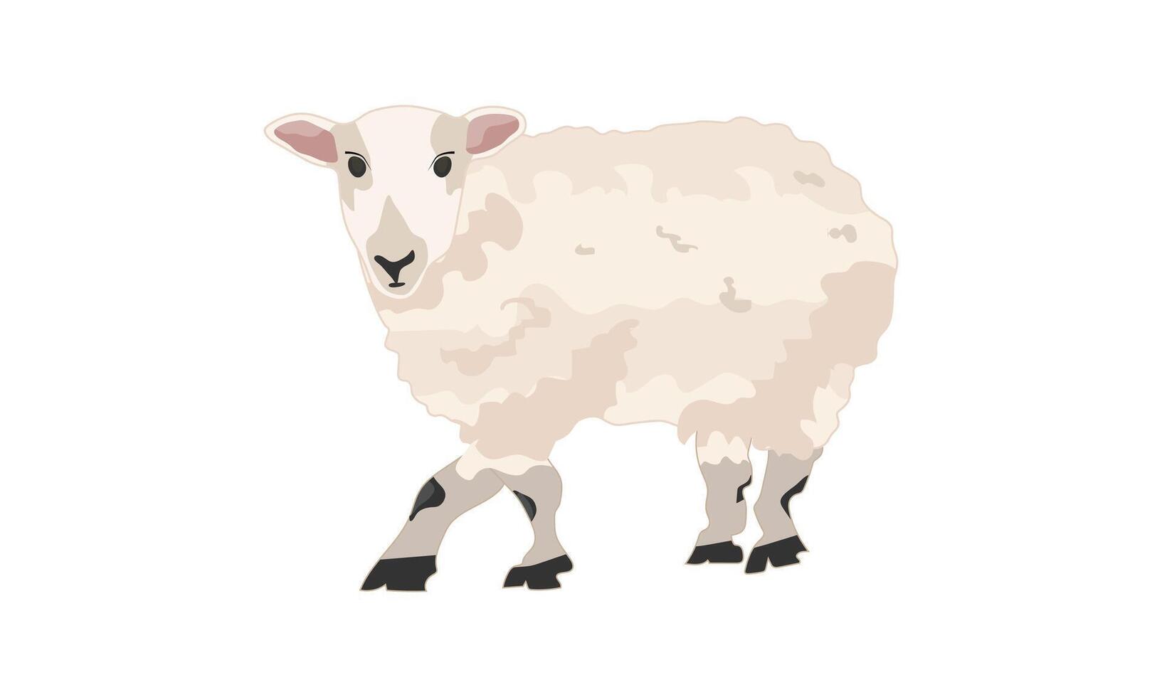 A cute sheep in a cartoon style, a sheep animal illustration isolated on a white background vector