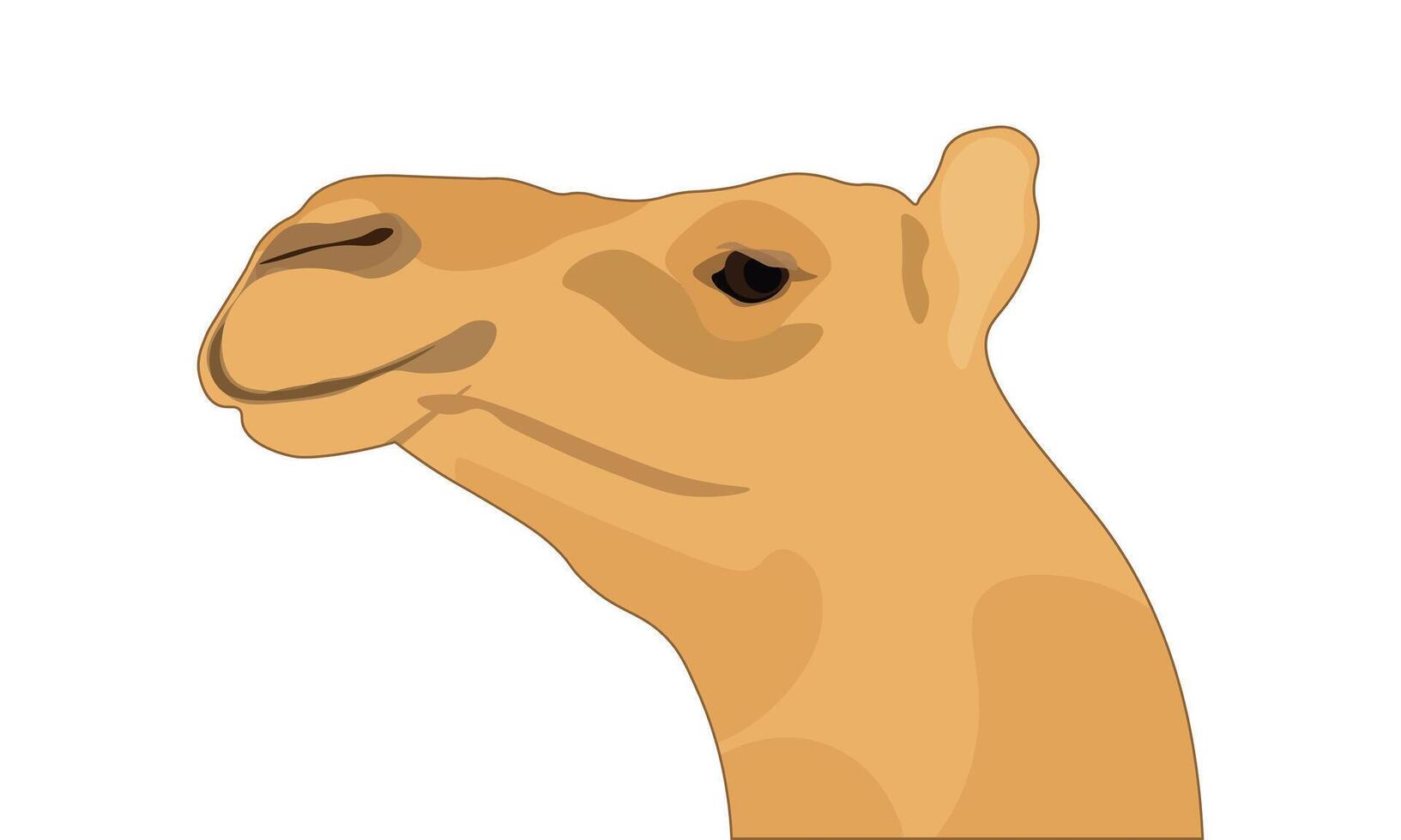 Camel's head profile, Camel Face Side View Illustration Isolated on a White Background. vector