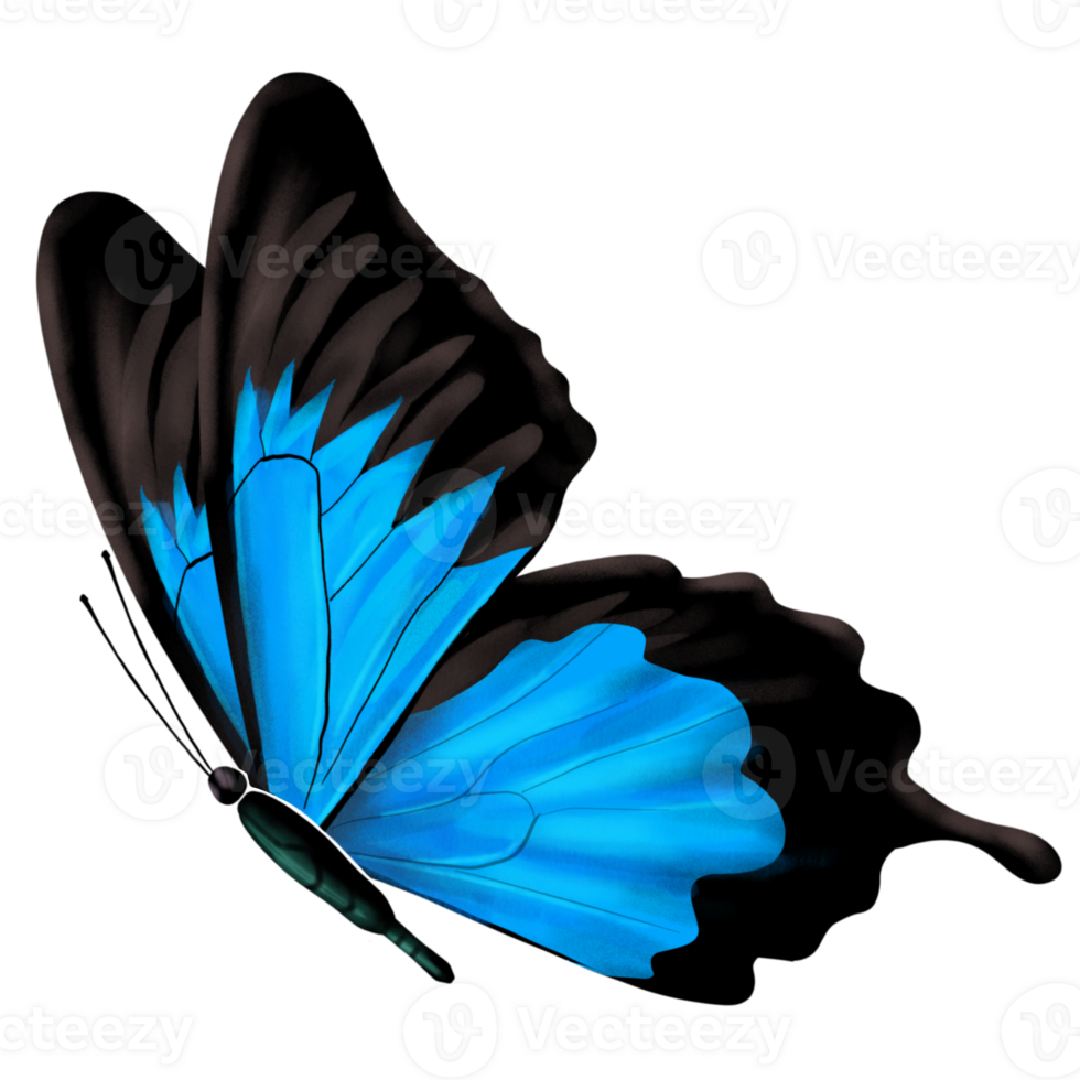 Blue butterfly, Papilio ulysses illustration. Realism illustration of Ulysses butterfly. png