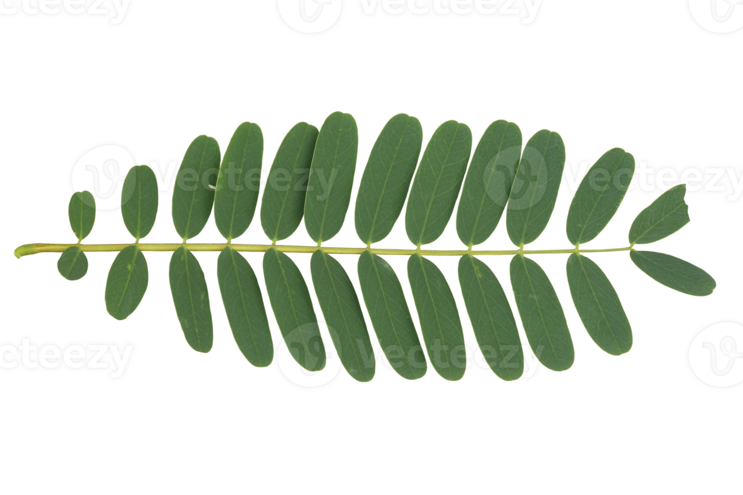 top view Sesbania grandiflora leaves isolated on transparent background png