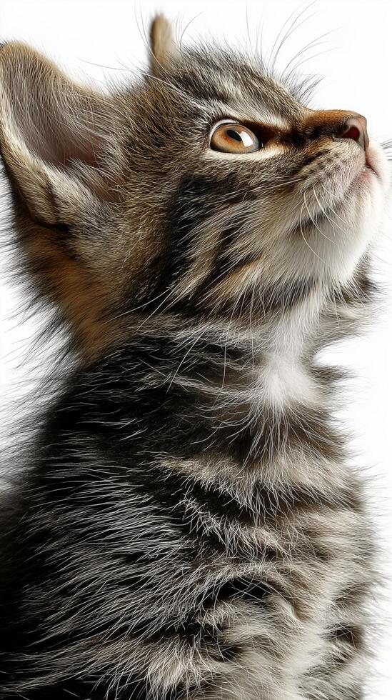 Fluffy gray kitten gazing upward with curious expression. photo