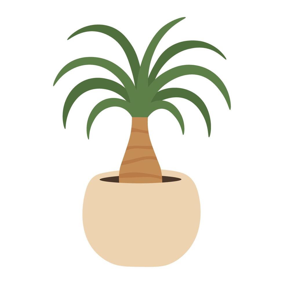 Flat cartoon ponytail palm with long curved leaves and thick trunk in a soft ceramic pot. vector