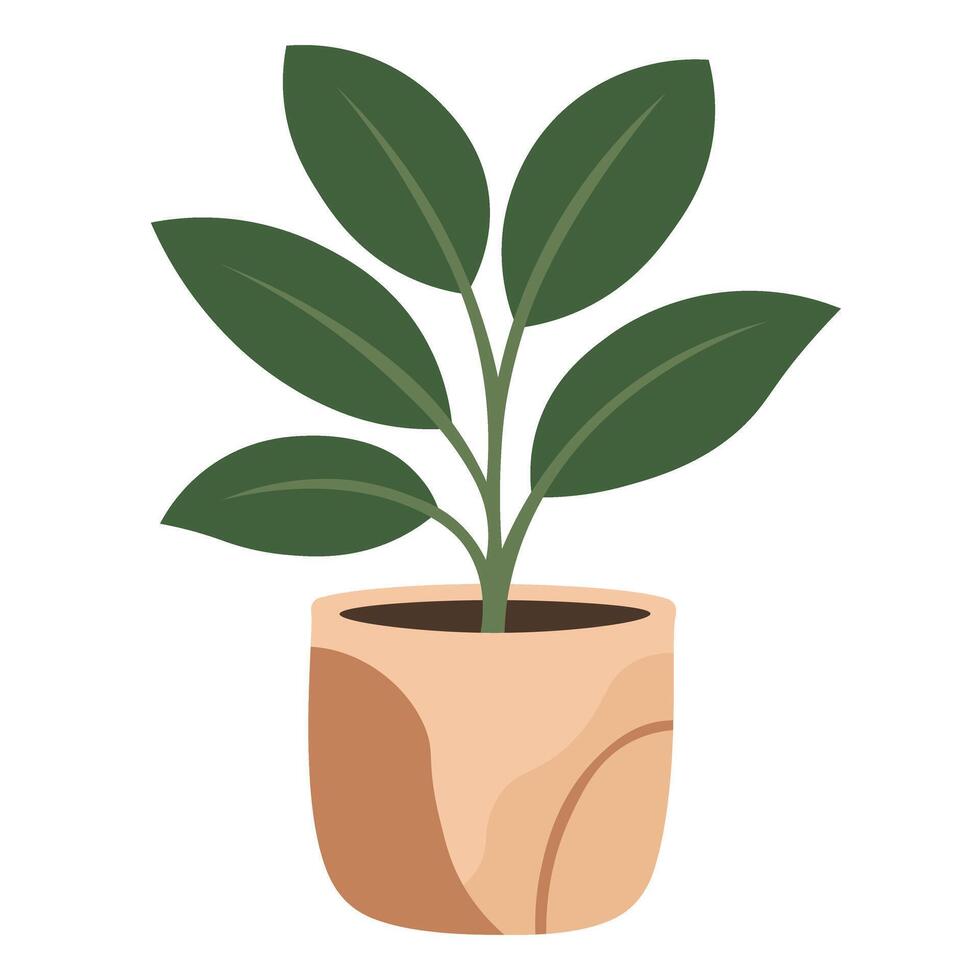 Simple green houseplant with oval leaves in a stylish flat pot, isolated on white. vector