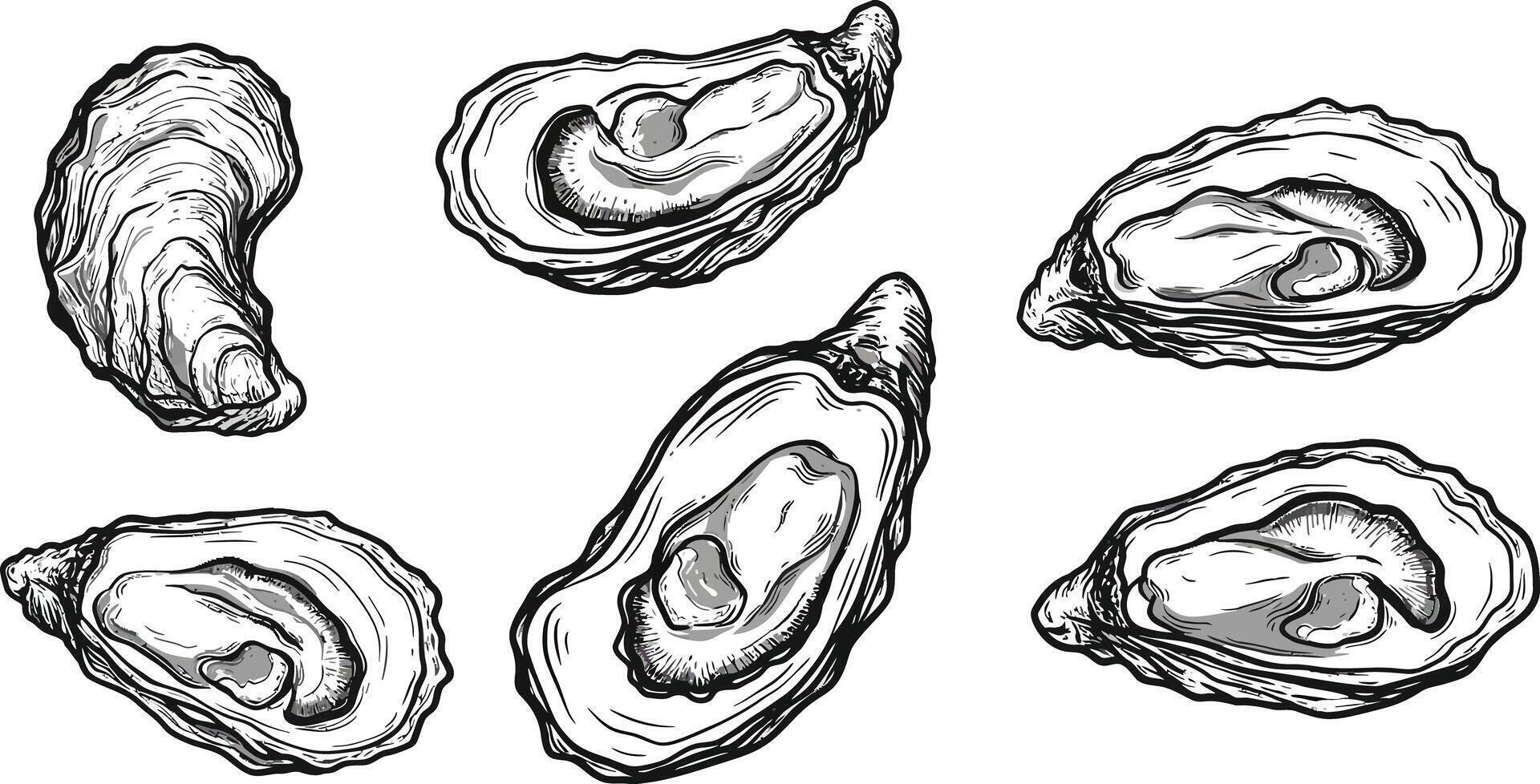Oyster shell illustration with detailed engraved style seafood design elements for culinary and marine themes vector