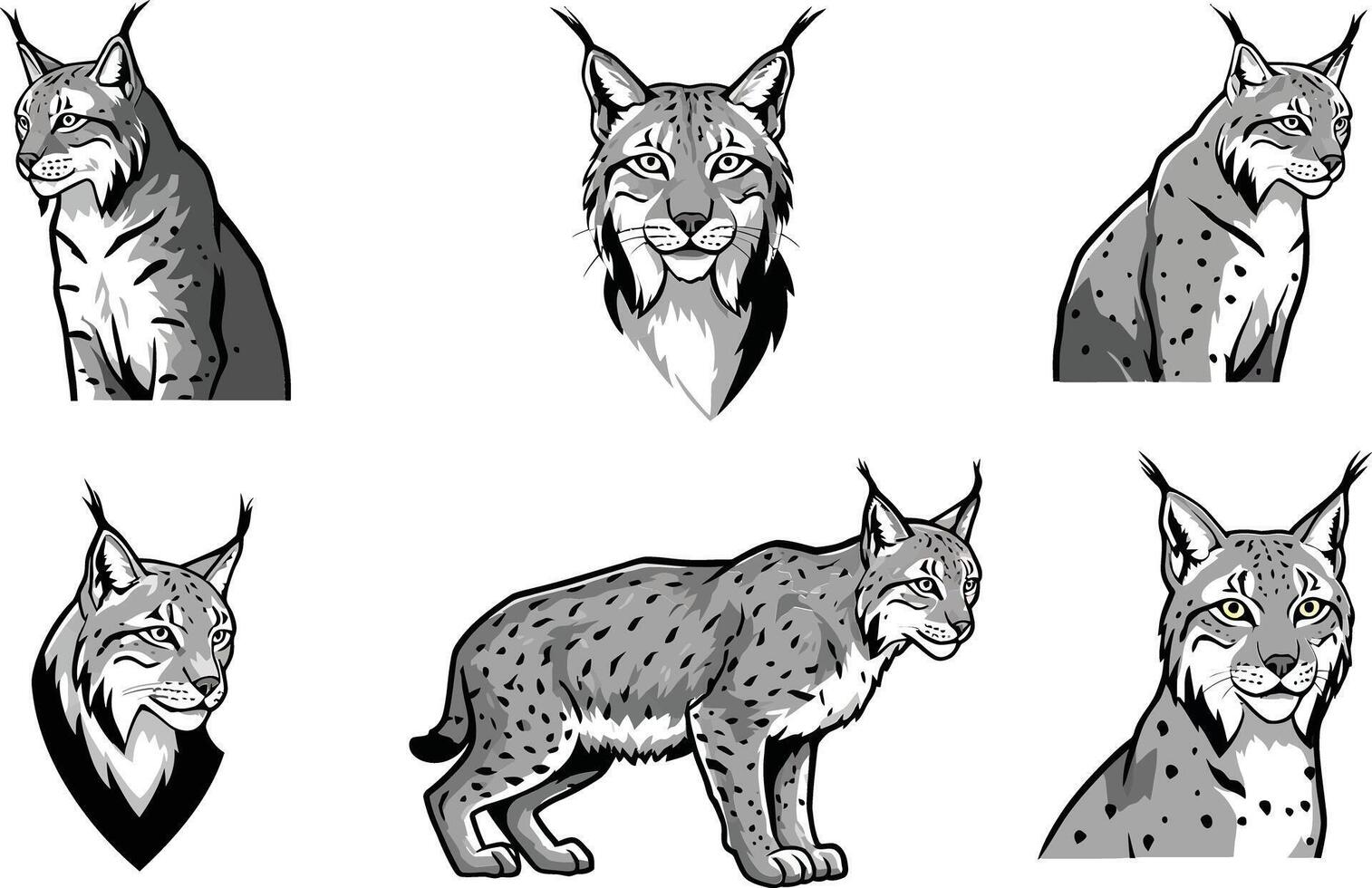 Lynx animal illustrations showing different poses and facial expressions in black and white detailed artwork vector