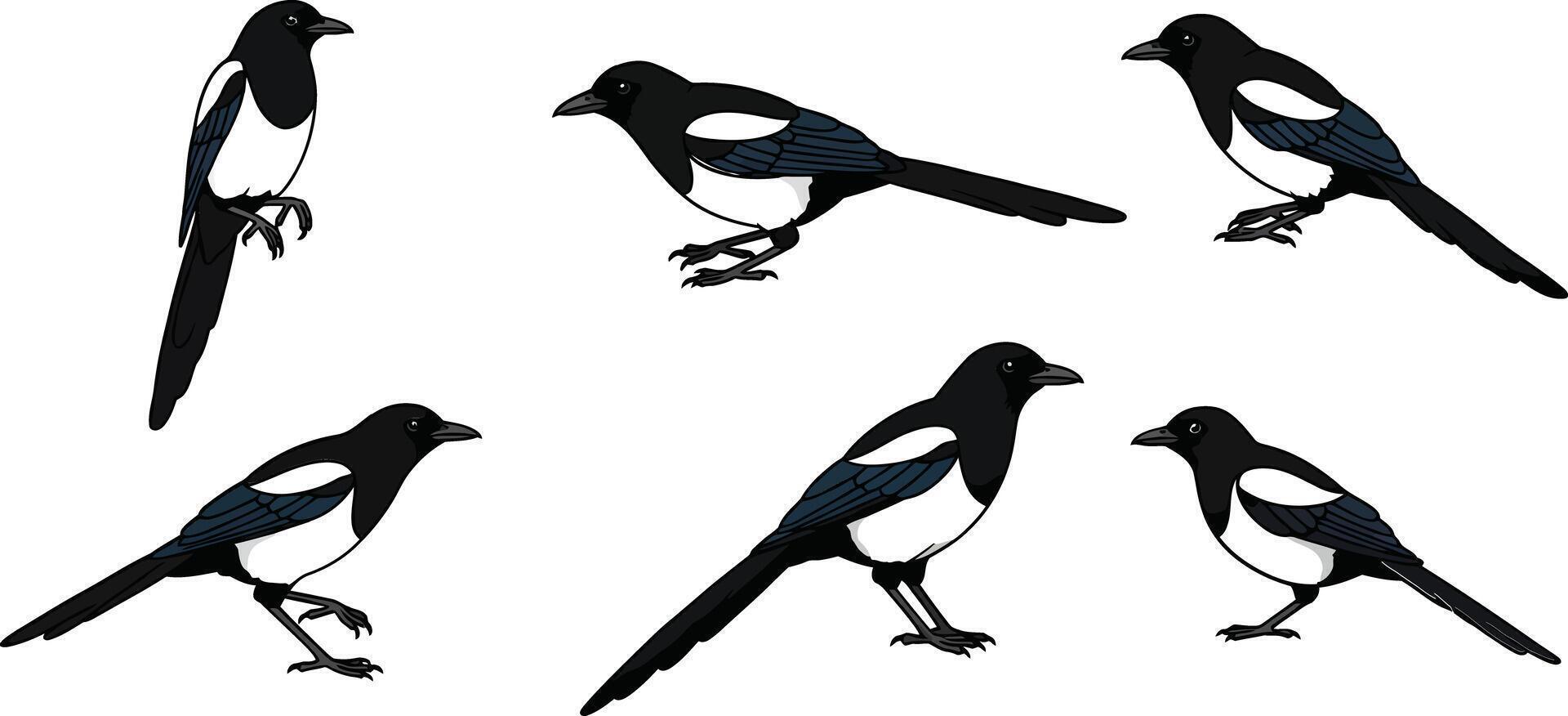 Black and white magpie birds in various poses illustration set natural design elements vector