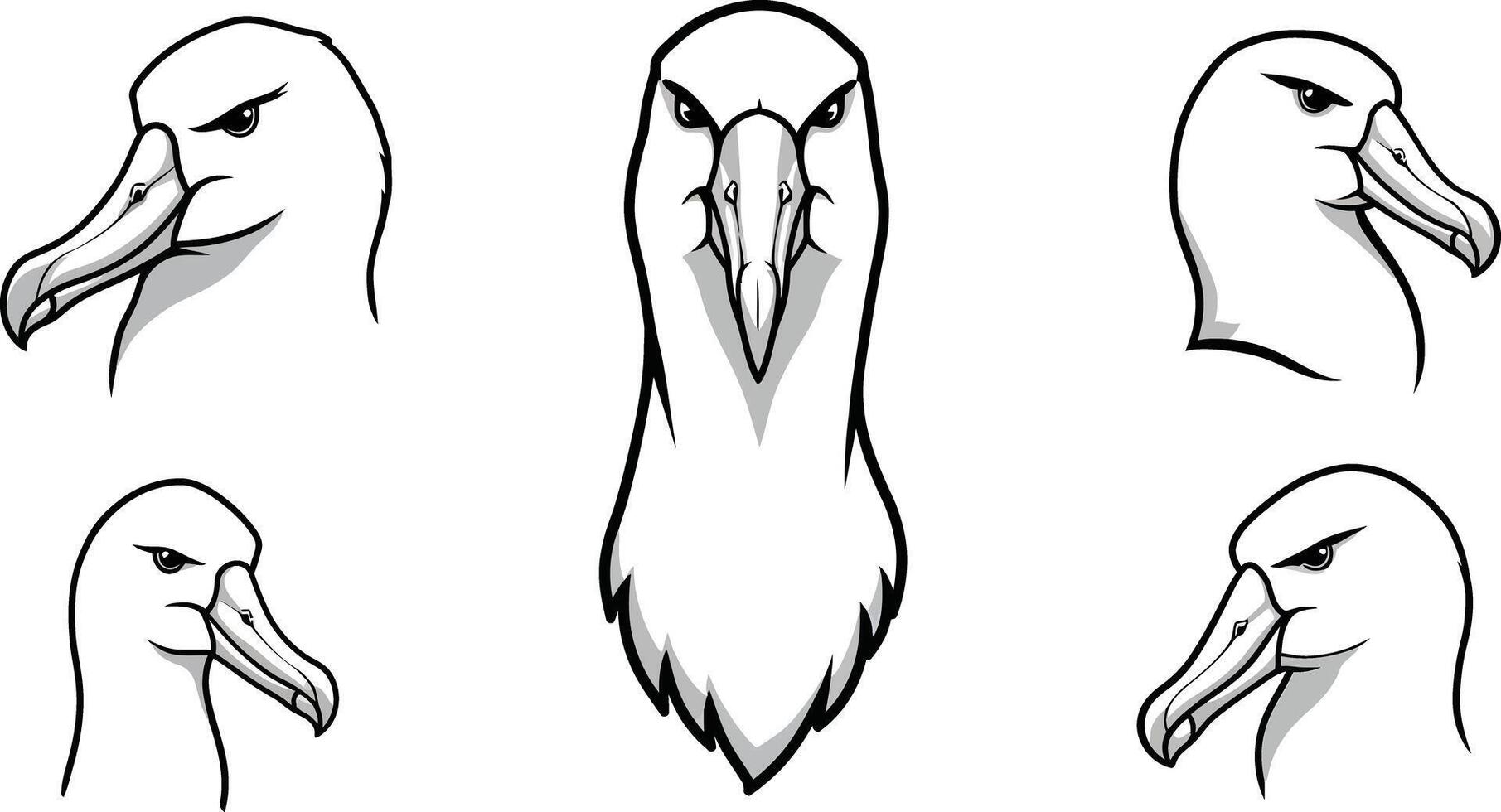 Albatross bird head profiles detailed illustration set with natural colors and sharp features for wildlife design projects vector