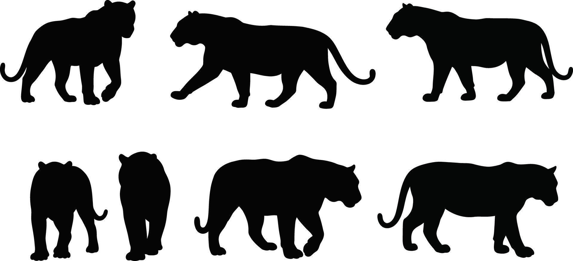 Panther silhouette set showing walking and standing big cats in various poses for design use vector