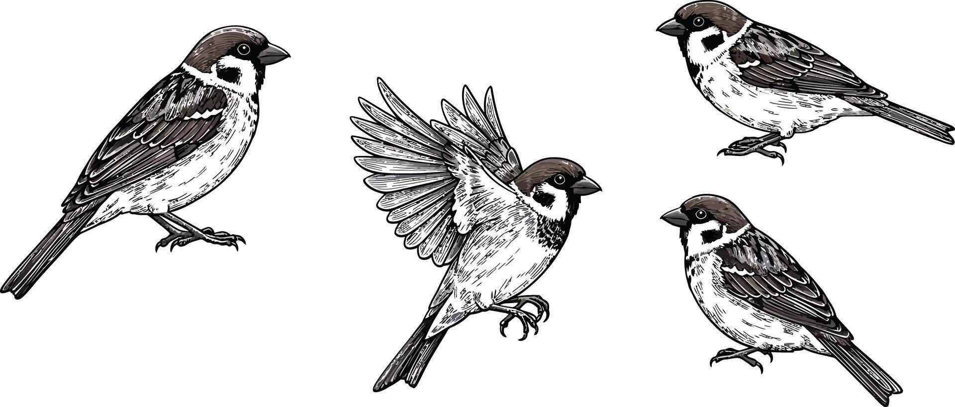Sparrow bird flying and perched detailed hand drawn sketch style illustration in black and white format vector