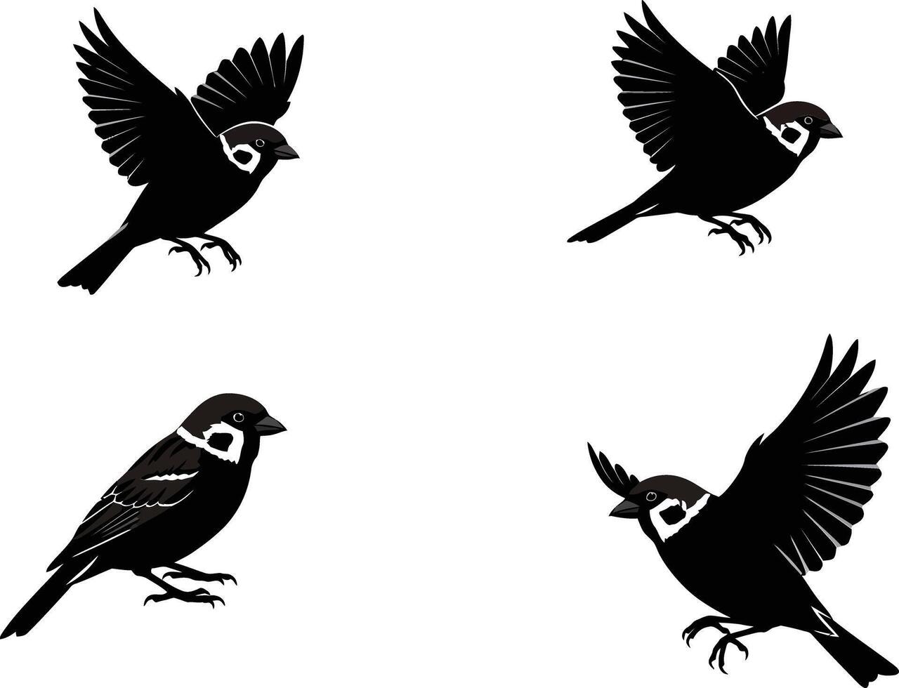 Sparrow bird detailed black and white sketch illustration set with flying and perched poses image vector