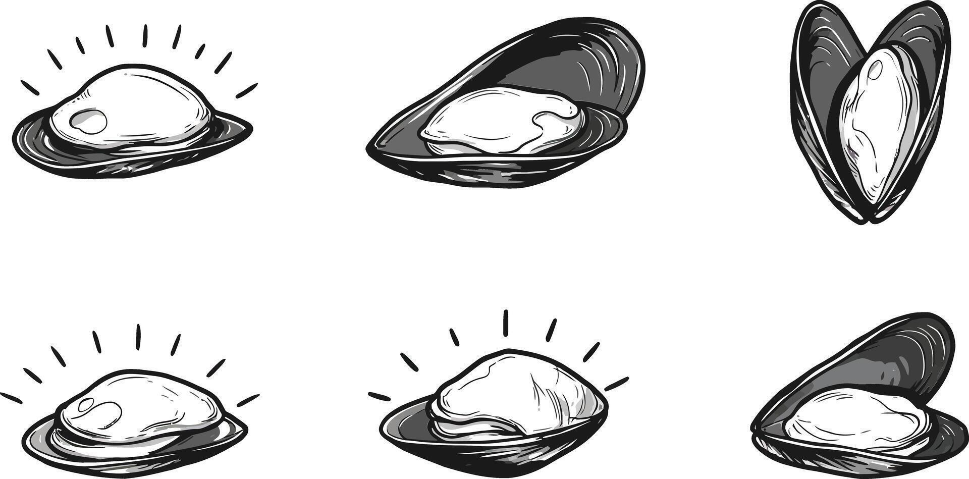 Fresh oyster shell and seafood set with marine mollusk illustrations for culinary and coastal themes vector