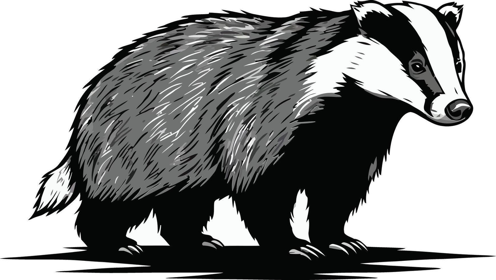 Badger animal wildlife collection with black and white fur illustration set vector