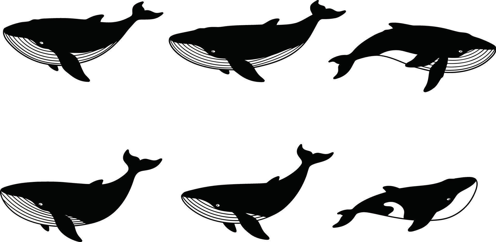 Humpback Whale Silhouettes Collection in Black and White for Marine Life Illustration vector