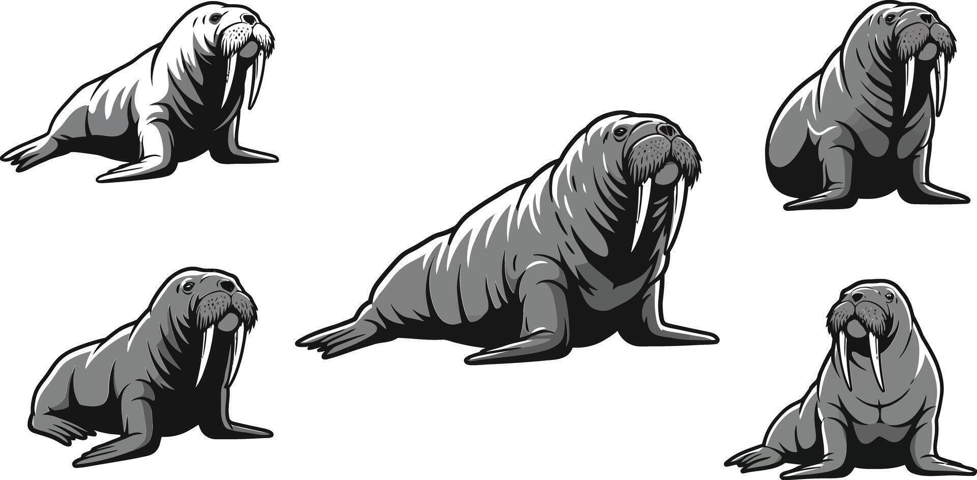 Walrus animal illustrations in various poses set with black and grey colors natural flow vector