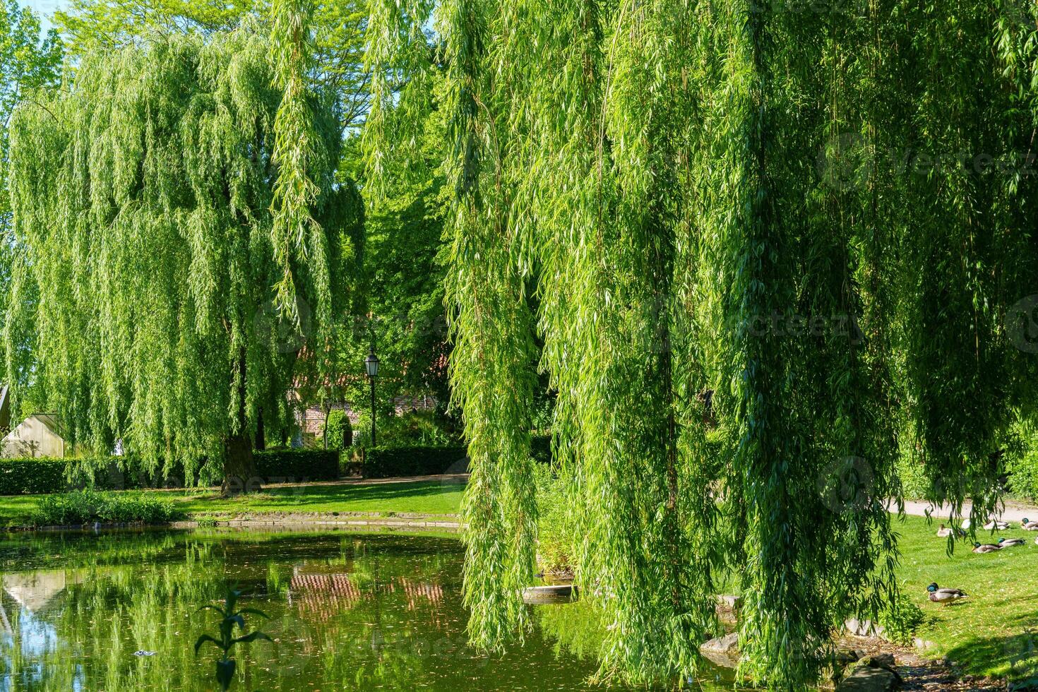 Willow trees in a park with a pond photo