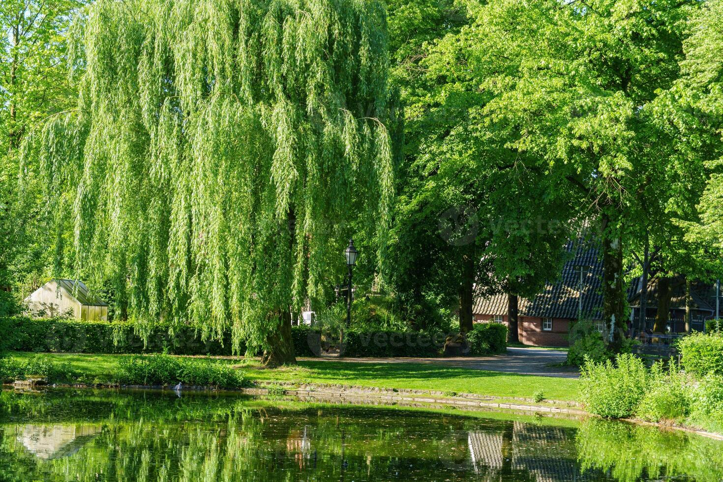 A pond with a tree in the middle at spring time photo