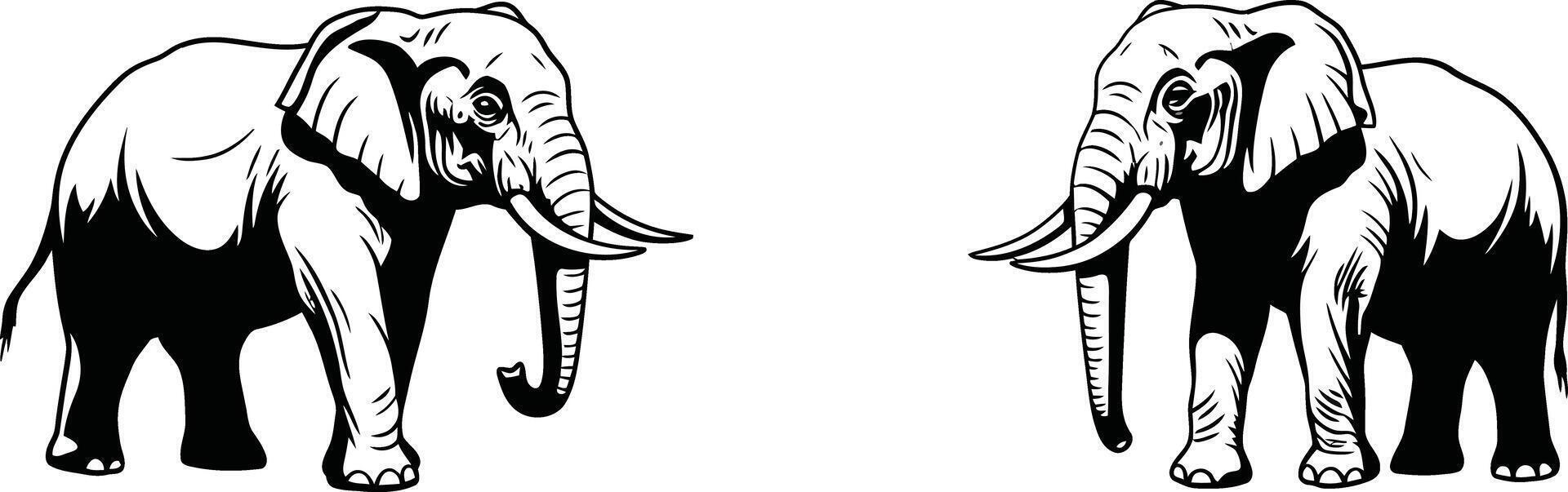 Elephant pair facing each other detailed black and white illustration of wildlife animals in natural posture vector