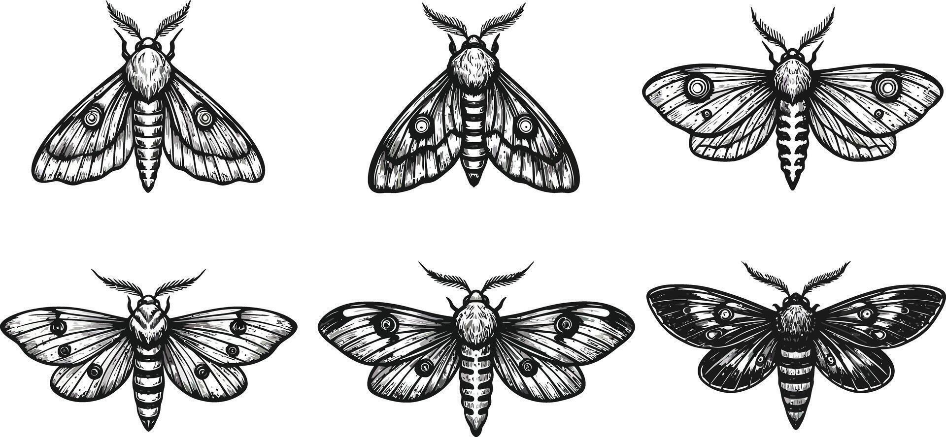 Detailed vintage style moth illustrations with six different designs in black and white format for natural history collection vector