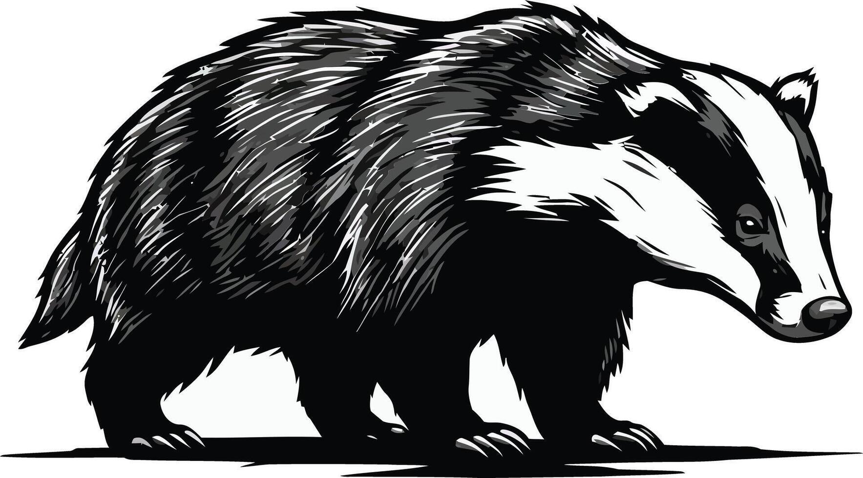 Badger animal wildlife illustration in black and white detailed sketch style natural pose design vector