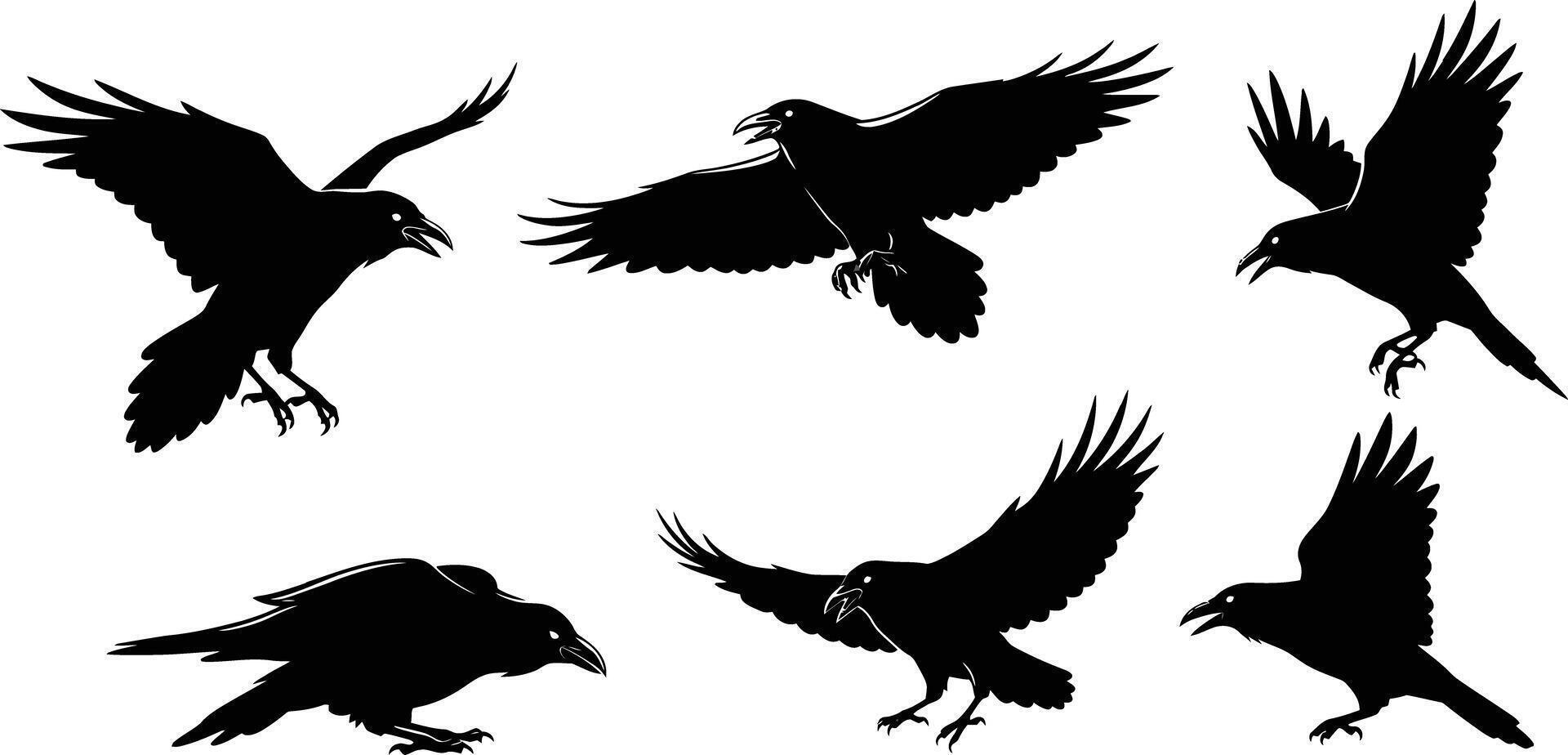 Silhouettes of flying and perched crow birds in various dynamic poses illustration vector