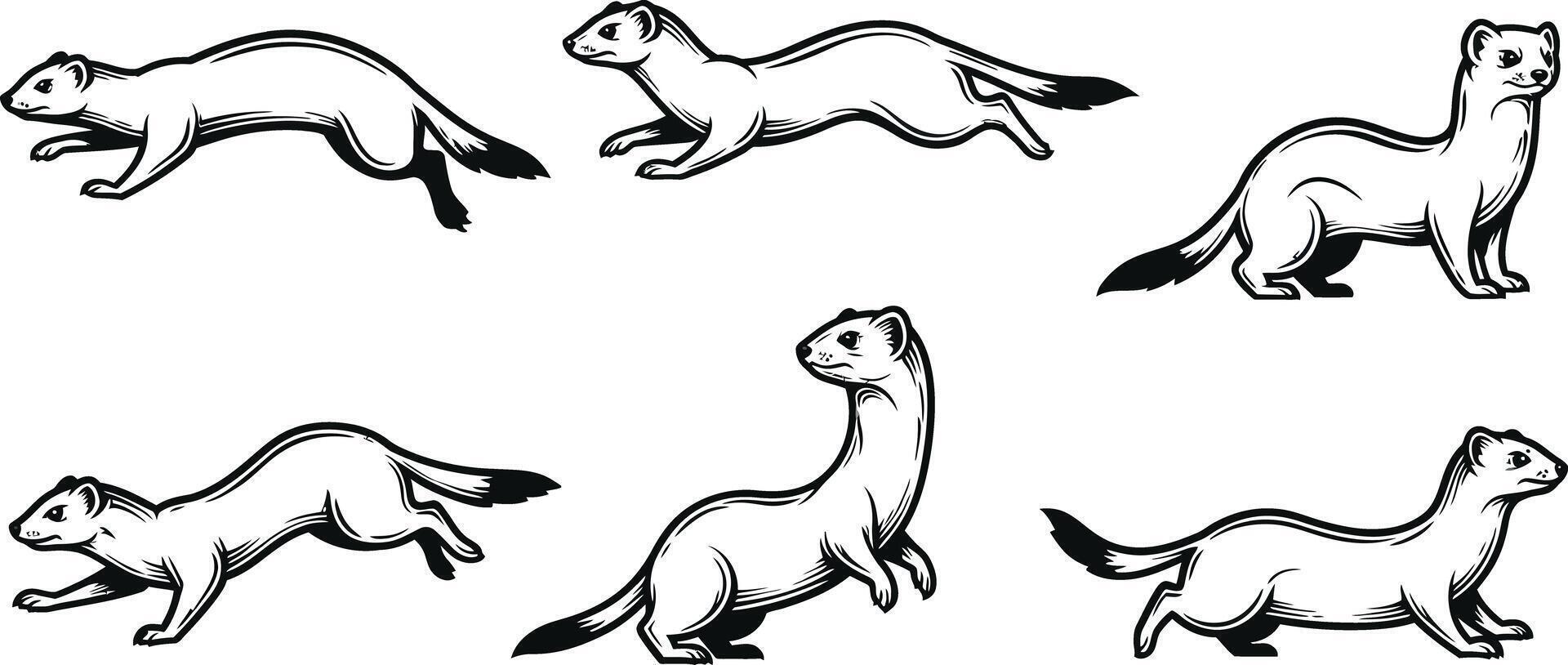 Set of six weasel animal illustrations in different poses and styles collection vector