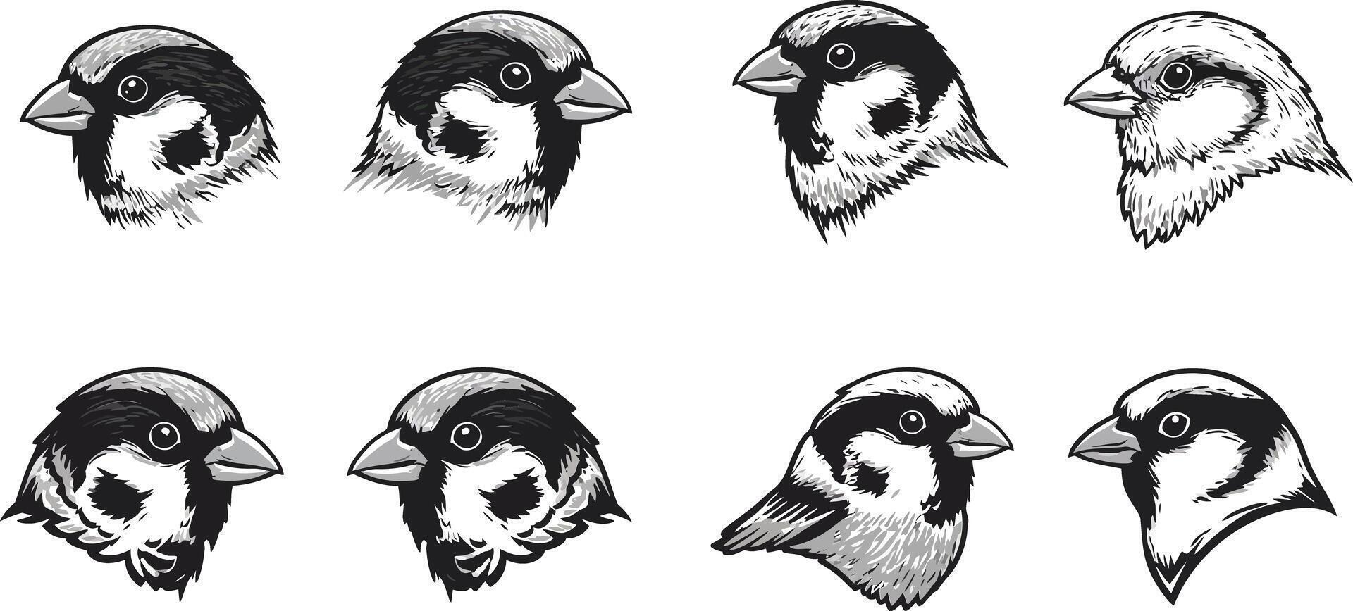 Sparrow bird set in different poses detailed hand drawn black and white illustration vector