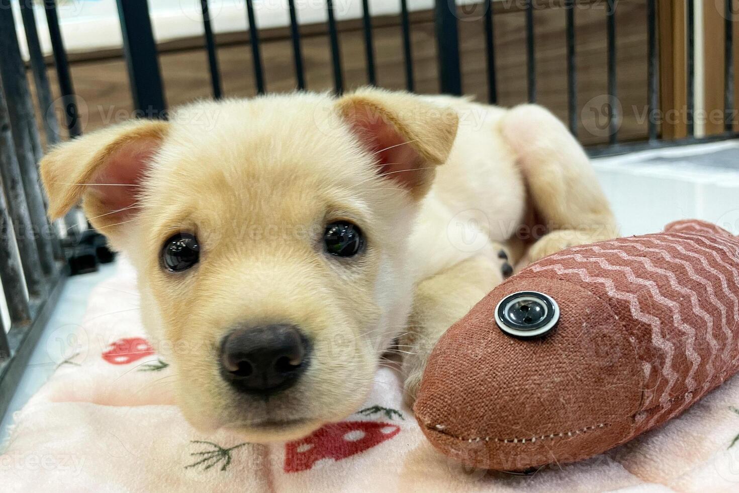Stray white brown puppy dog in animal shelter waiting for adoption. Portrait of homeless dog in animal shelter cage. sad dog and toy photo