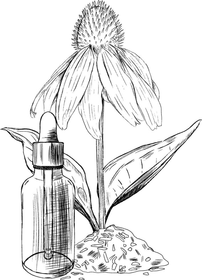 Echinacea Extract accompanied by a Flower and a Glass Dropper Bottle vector
