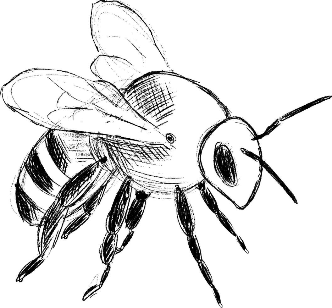 Honeybee in its Natural Environment and Habitat vector