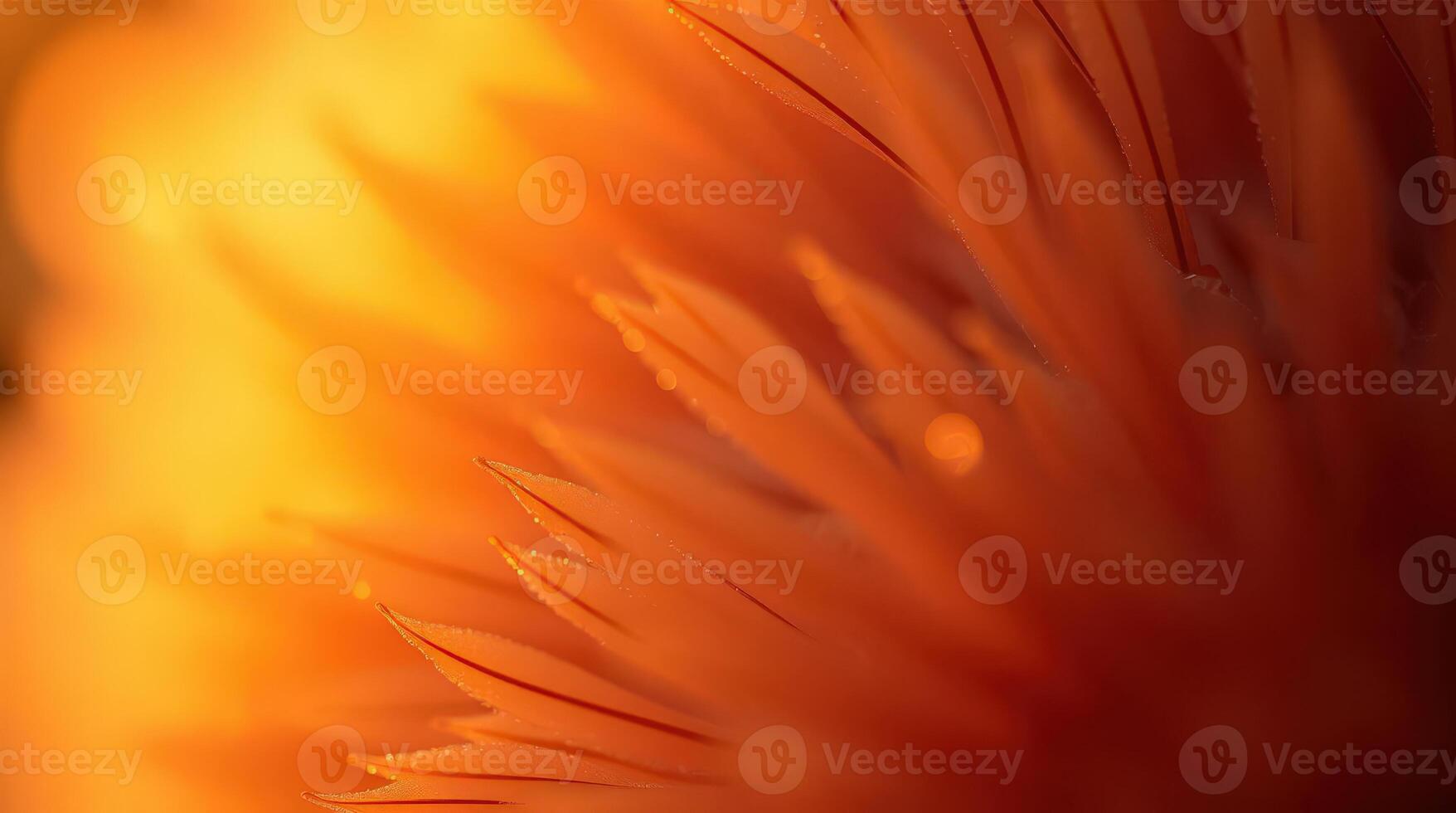 A close-up shot of an orange flower with delicate, feathery petals, creating a warm and vibrant scene photo