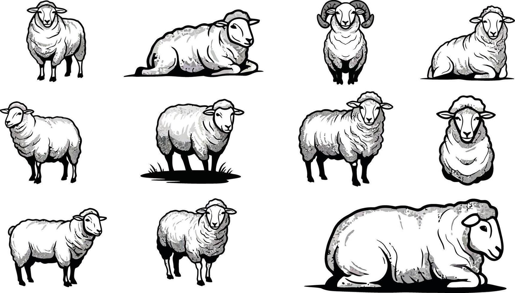 Various sheep breeds with black faces and white wool in simple black and white illustration vector
