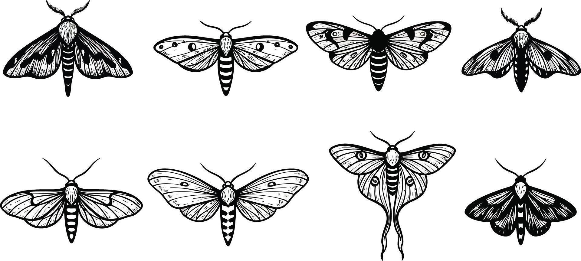 Detailed vintage black and white moth illustrations showing various wing patterns and shapes in symmetrical arrangement vector