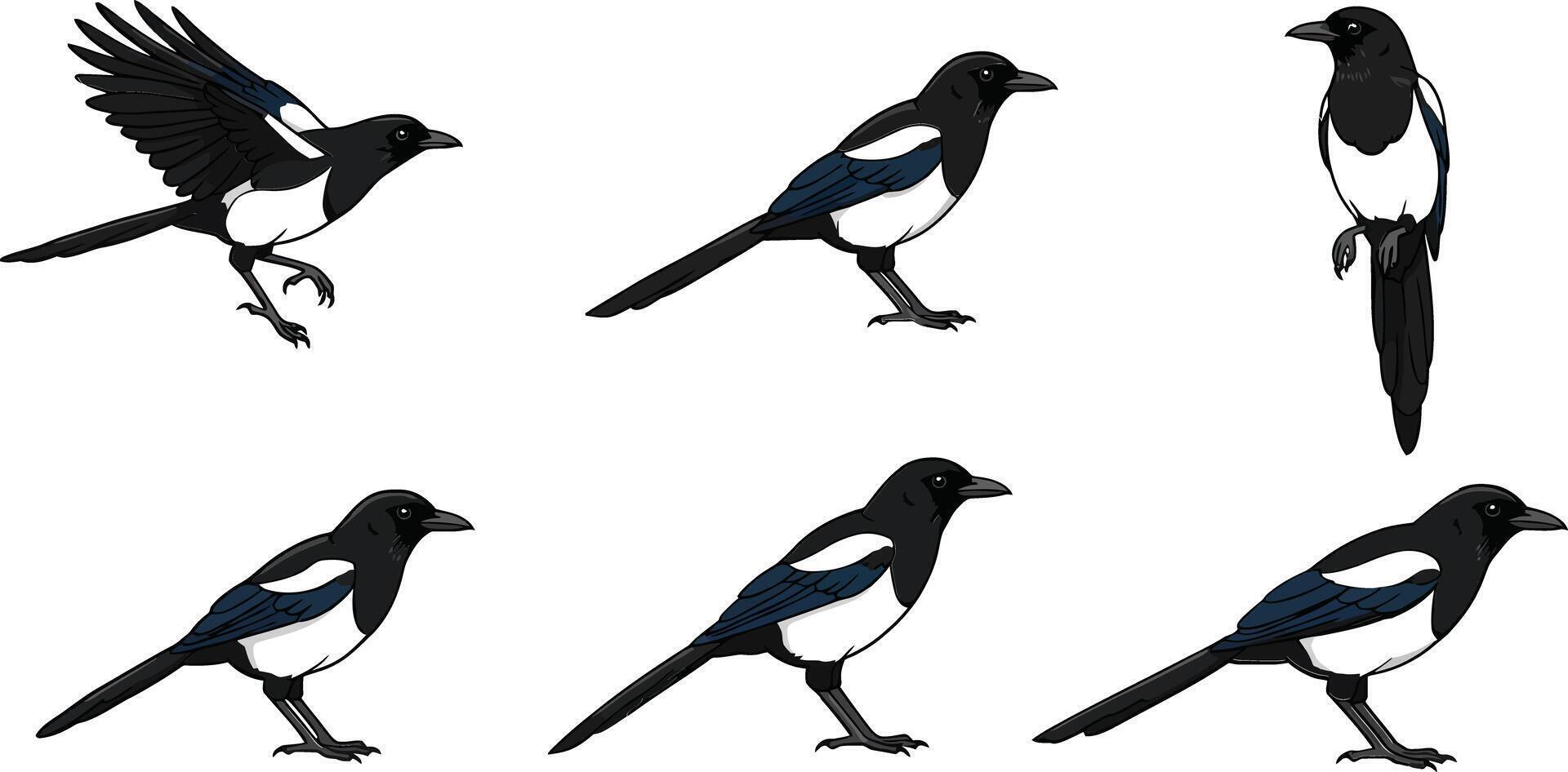 Magpie bird set showing various poses and flight positions in natural black and white colors vector