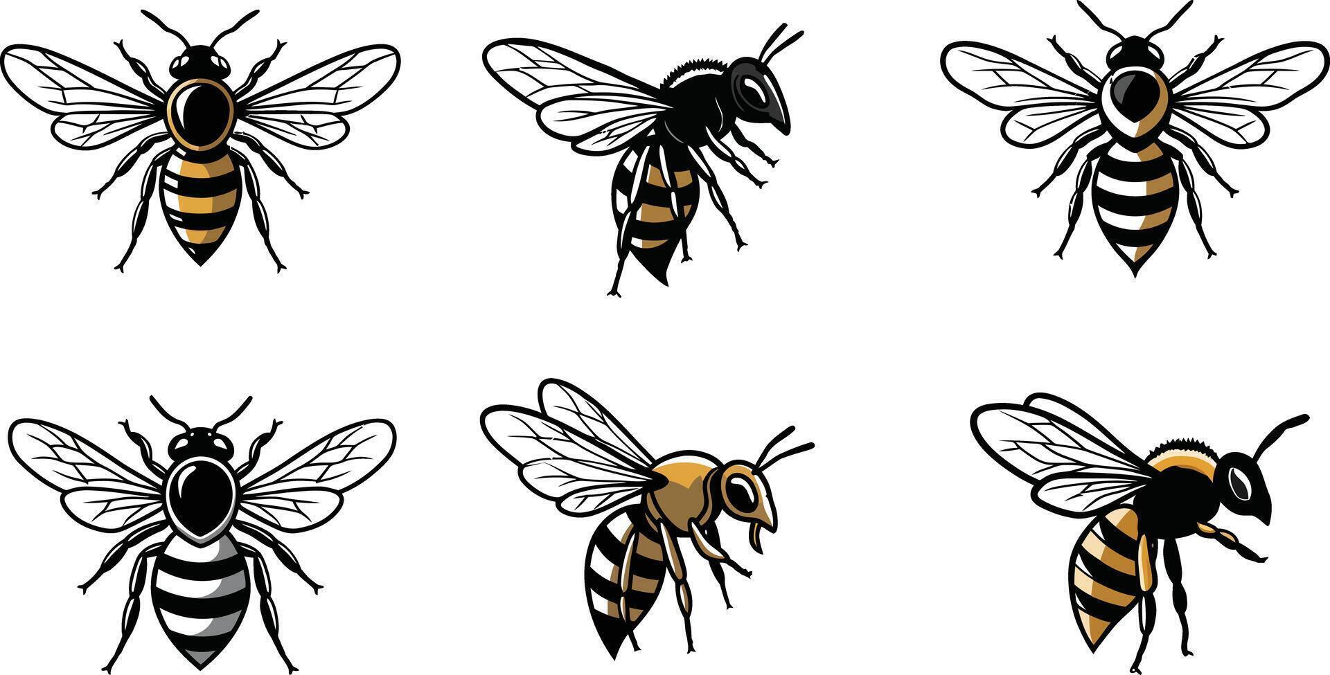 Honeybee Insect Collection Illustration Showing Six Different Flying Bee Poses Wings and Body Details vector