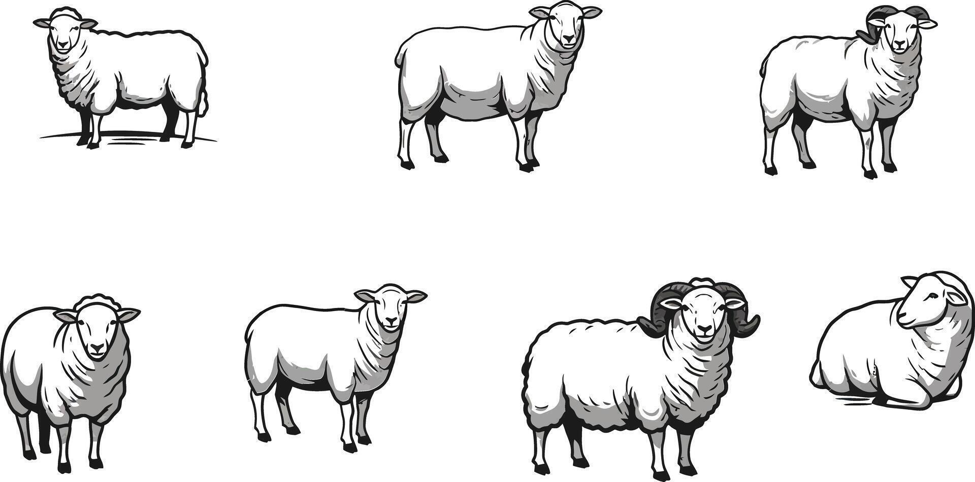Sheep Illustration Set with Black and White Sheep in Various Poses and Styles for Farming or Nature Designs vector