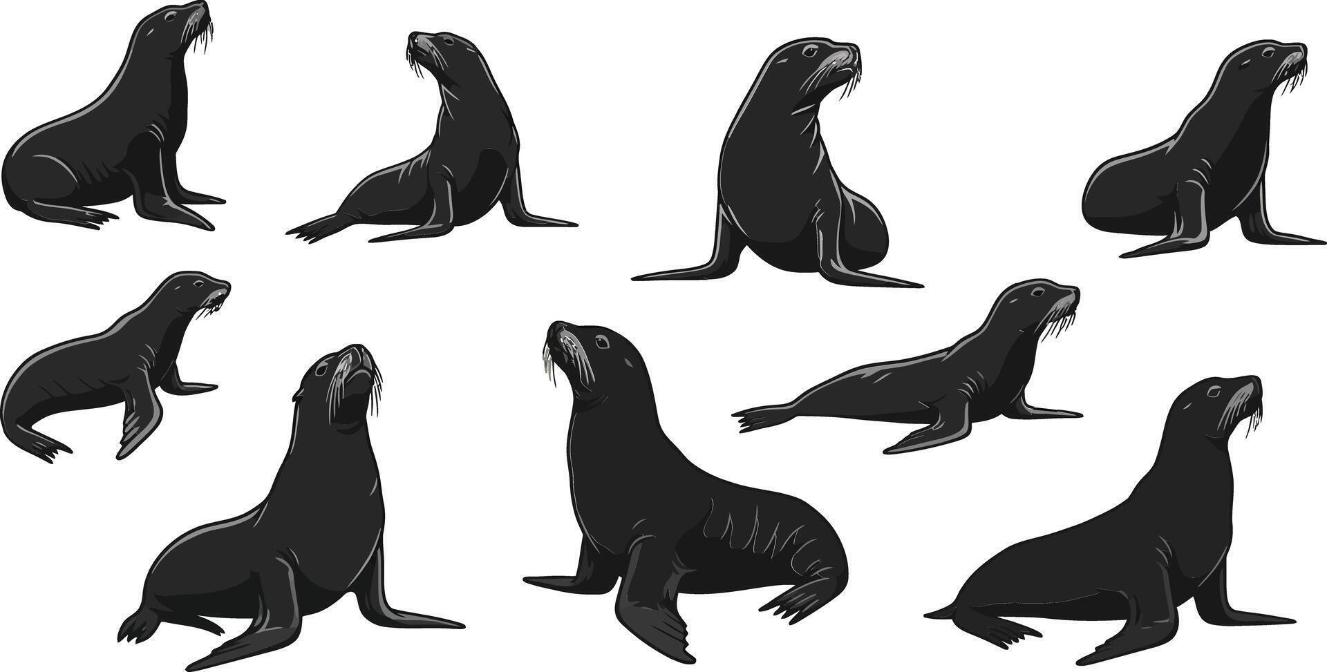 Collection of sea lion silhouettes in various poses illustration for wildlife design and nature themes vector