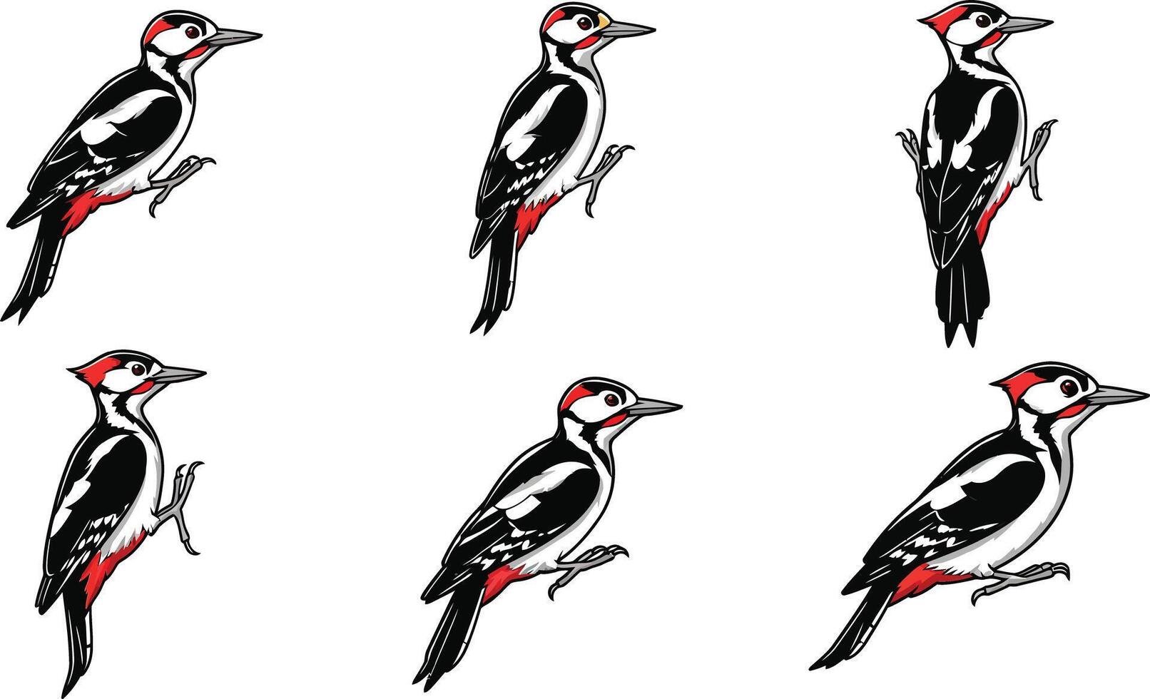 Woodpecker bird illustrations showing various poses with black, white, and red feathers in natural style set vector