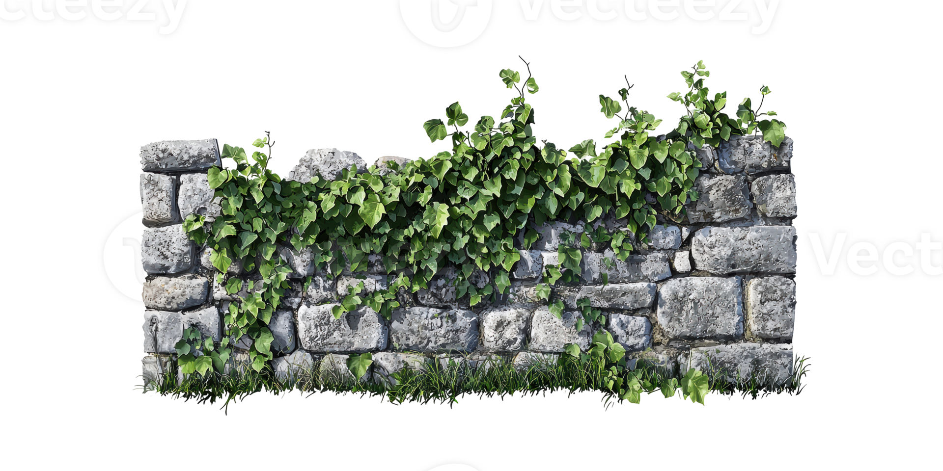 Stone Wall With Lush Green Ivy Vines. Nature And Architecture Blend In Outdoor Setting Isolated On Transparent Background png