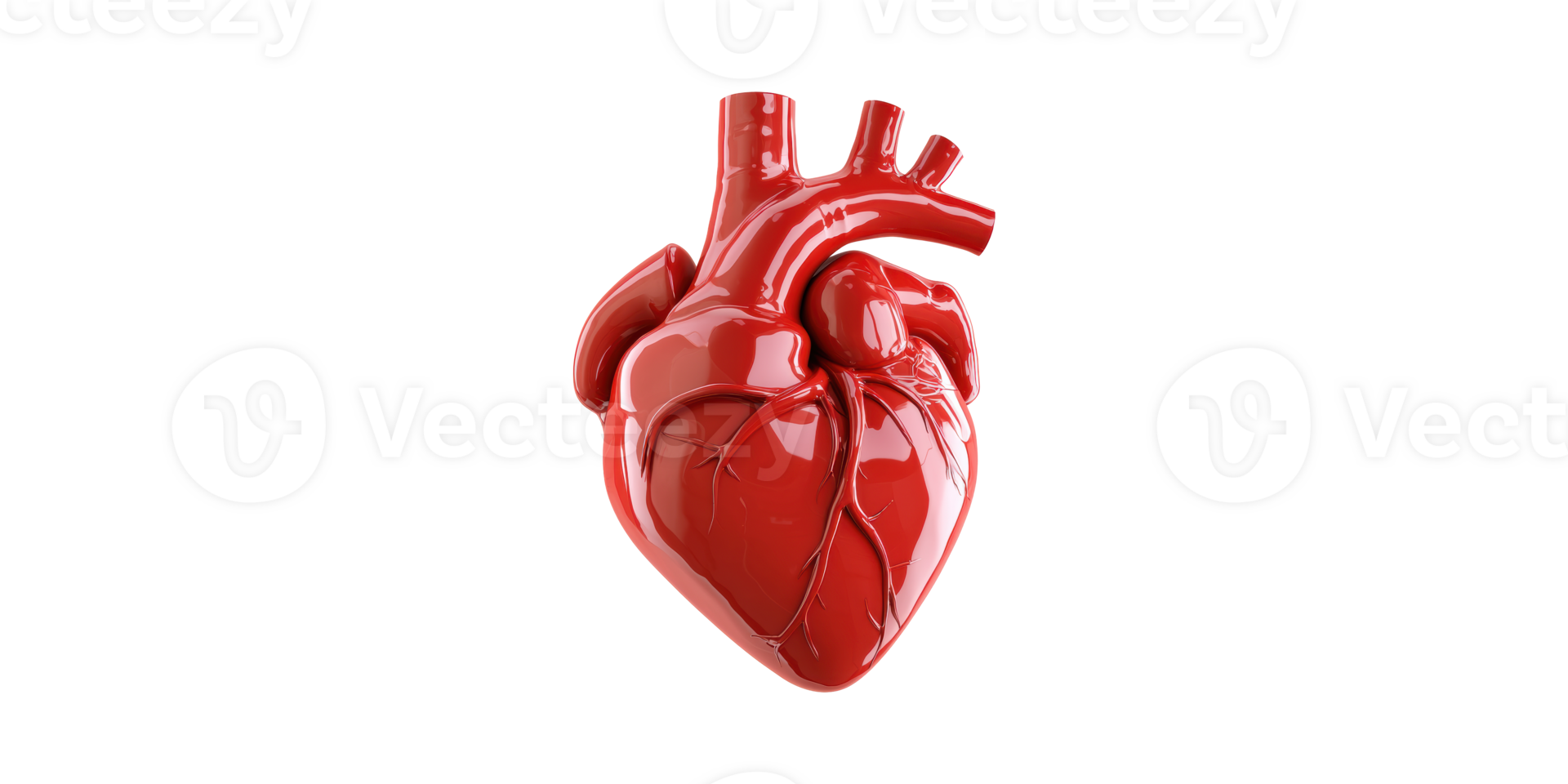 Realistic Red Anatomical Heart Model. Symbol Of Cardiovascular Health And Medicine Isolated On Transparent Background png