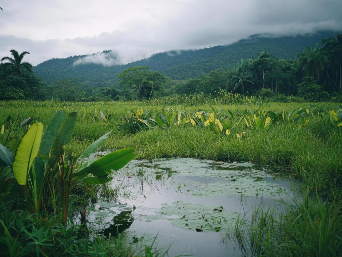 Lush Wetlands Bursting with Life and Color photo