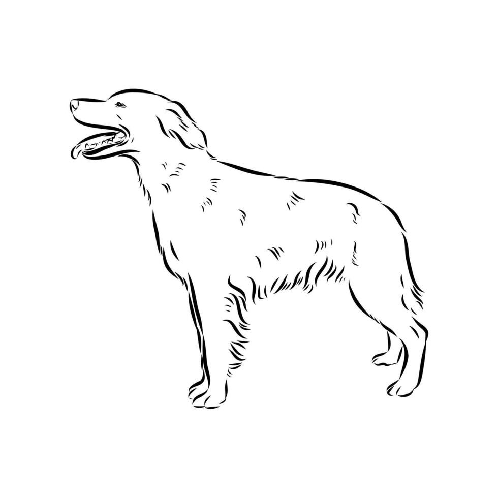 cop dog Breton epagnole sketch vector
