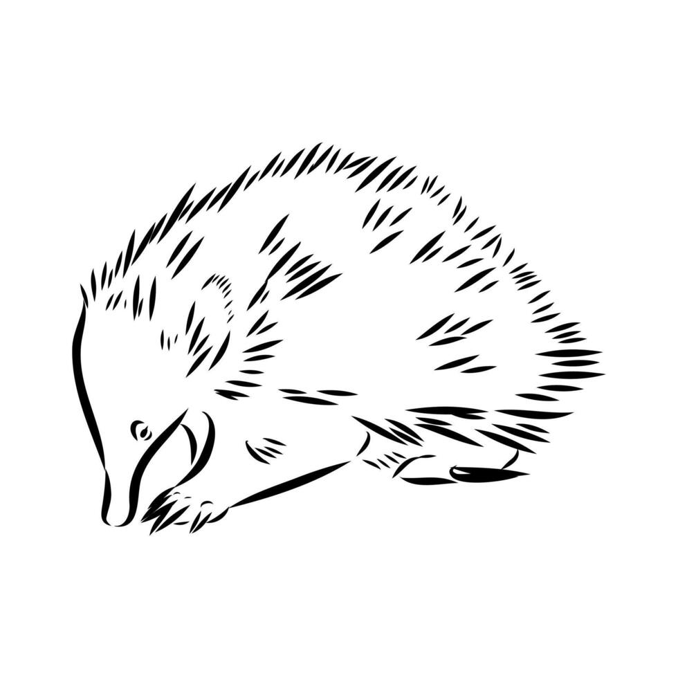 animal echidna sketch vector